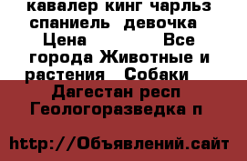  кавалер кинг чарльз спаниель -девочка › Цена ­ 45 000 - Все города Животные и растения » Собаки   . Дагестан респ.,Геологоразведка п.